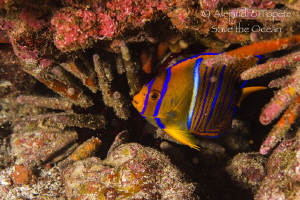 Juvenile Angel fish, Galapagos Ecuador by Alejandro Topete 